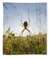 Attēlu rezultāti vaicājumam “Argiope bruennichi”
