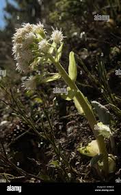 Attēlu rezultāti vaicājumam “Petasites spurius”