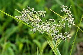 Attēlu rezultāti vaicājumam “Scirpus sylvaticus”