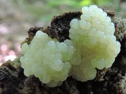 Attēlu rezultāti vaicājumam “Stemonitis marjana macro”