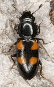 Attēlu rezultāti vaicājumam “Glischrochilus hortensis”