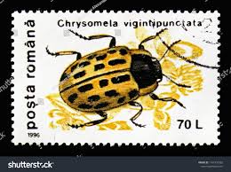 Attēlu rezultāti vaicājumam “Chrysomela vigintipunctata”