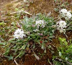 Attēlu rezultāti vaicājumam “Teesdalia nudicaulis”