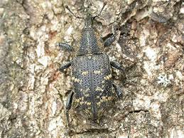 Attēlu rezultāti vaicājumam “Hylobius abietis”