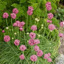 Image result for Grasnelke