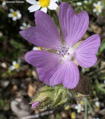 Image result for Malva alcea