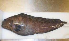 Image result for Anarhichas denticulatus