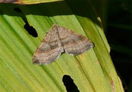 Attēlu rezultāti vaicājumam “Scotopteryx chenopodiata”