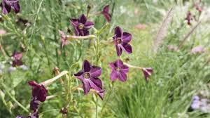 Image result for Nicotiana x sanderae