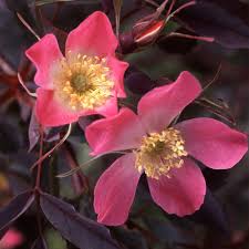 Attēlu rezultāti vaicājumam “Rosa glauca flower”