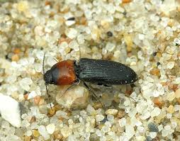 Attēlu rezultāti vaicājumam “Cardiophorus ruficollis”