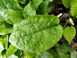 Attēlu rezultāti vaicājumam “Symphytum grandiflorum”