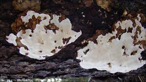 Attēlu rezultāti vaicājumam “Heterobasidion parviporum”