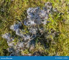 Attēlu rezultāti vaicājumam “Peltigera praetextata”