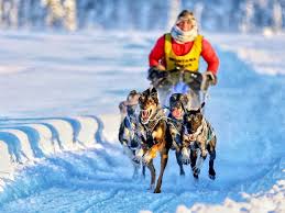 Image result for Team Ice Fire British Sled Dog Racing Team