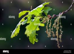 Attēlu rezultāti vaicājumam “Quercus robur male flower”