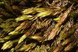 Attēlu rezultāti vaicājumam “Bryum neodamense”