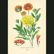 Image result for Gaillardia pulchella