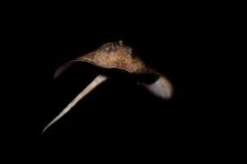 Image result for Amblyraja hyperborea