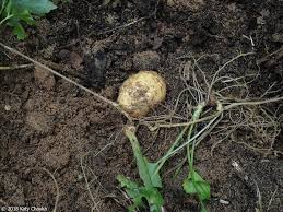 Attēlu rezultāti vaicājumam “Thladiantha dubia”