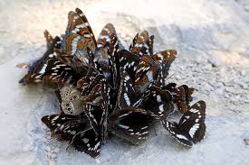 Attēlu rezultāti vaicājumam “Lopinga achine”