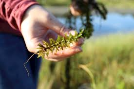 Attēlu rezultāti vaicājumam “Hydrilla verticillata leaf”