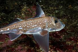 Image result for Hydrolagus colliei