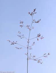 Attēlu rezultāti vaicājumam “Agrostis canina”
