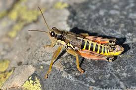 Attēlu rezultāti vaicājumam “Podisma pedestris”