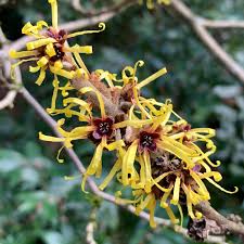 Attēlu rezultāti vaicājumam “Hamamelis mollis”