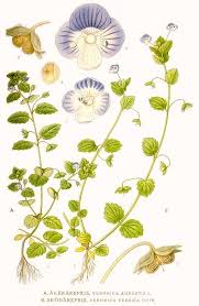 Attēlu rezultāti vaicājumam “Veronica agrestis leaf”