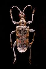 Attēlu rezultāti vaicājumam “Rhagium inquisitor”