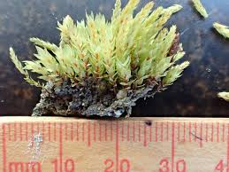 Attēlu rezultāti vaicājumam “Pohlia wahlenbergii var. calcarea”