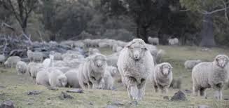 Attēlu rezultāti vaicājumam “Ovis aries”