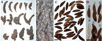 Attēlu rezultāti vaicājumam “Xylaria polymorpha”