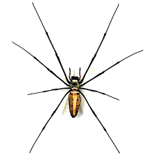 Attēlu rezultāti vaicājumam “Aranei”