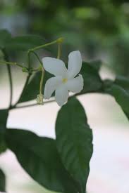 Attēlu rezultāti vaicājumam “Apocynaceae”