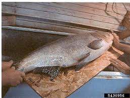 Image result for Hypophthalmichthys nobilis