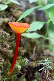 Attēlu rezultāti vaicājumam “Hygrocybe cantharellus”