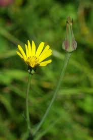Attēlu rezultāti vaicājumam “Tragopogon pratensis subsp. pratensis leaf”