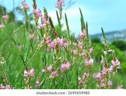 Attēlu rezultāti vaicājumam “Onobrychis arenaria flower”