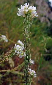 Attēlu rezultāti vaicājumam “Berteroa incana flower”