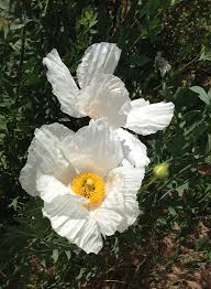 Image result for Romneya coulteri