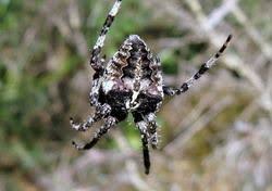 Attēlu rezultāti vaicājumam “Araneus angulatus”