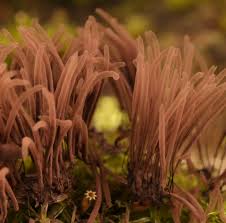 Attēlu rezultāti vaicājumam “Stemonitis flavogenita stalked”