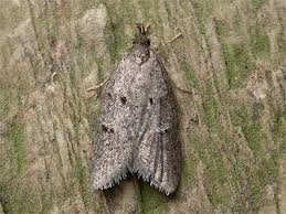 Attēlu rezultāti vaicājumam “Luquetia lobella”