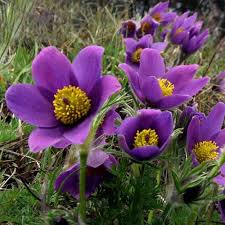 Image result for Pulsatilla