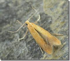 Attēlu rezultāti vaicājumam “Tischeria ekebladella”