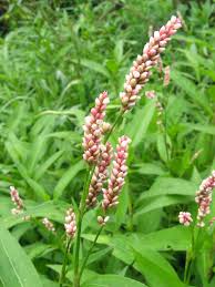 Attēlu rezultāti vaicājumam “Persicaria maculosa leaf”