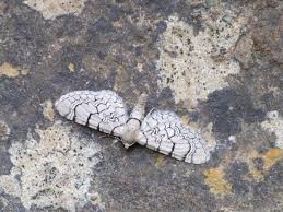 Attēlu rezultāti vaicājumam “Eupithecia venosata”